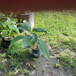 Corneta de ángel anaranjado