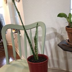 Plant Pots With arrowhead Vine, Peace Lily Or snake Plant