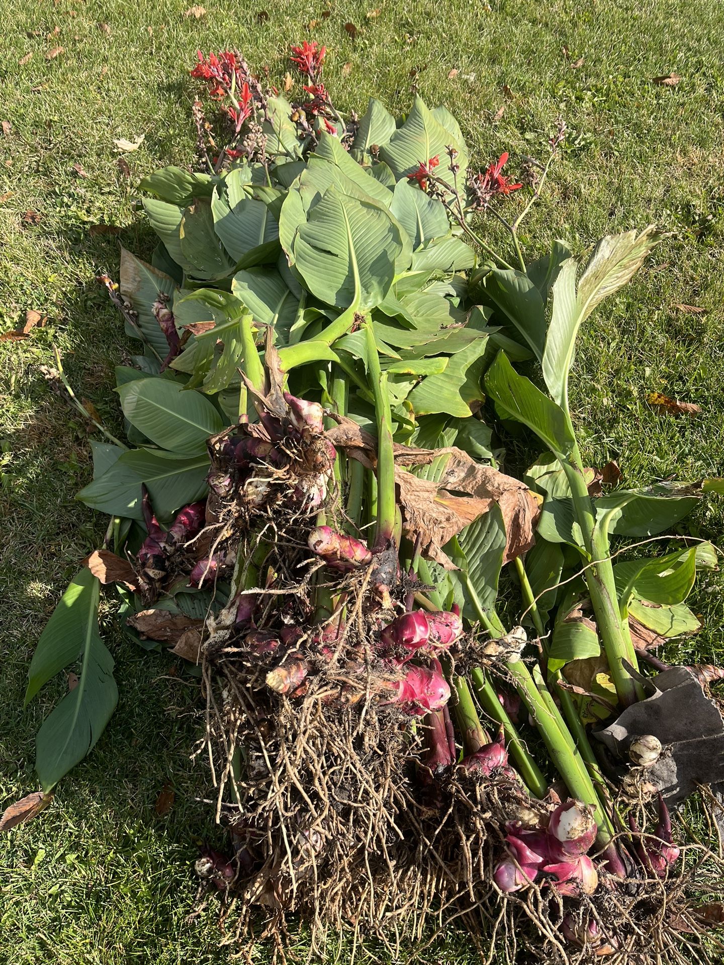 6 Asst. Black Knight/Red Cannas