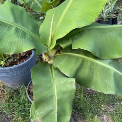 Banana Plant 