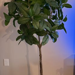 Artificial 6 foot Ficus Tree 