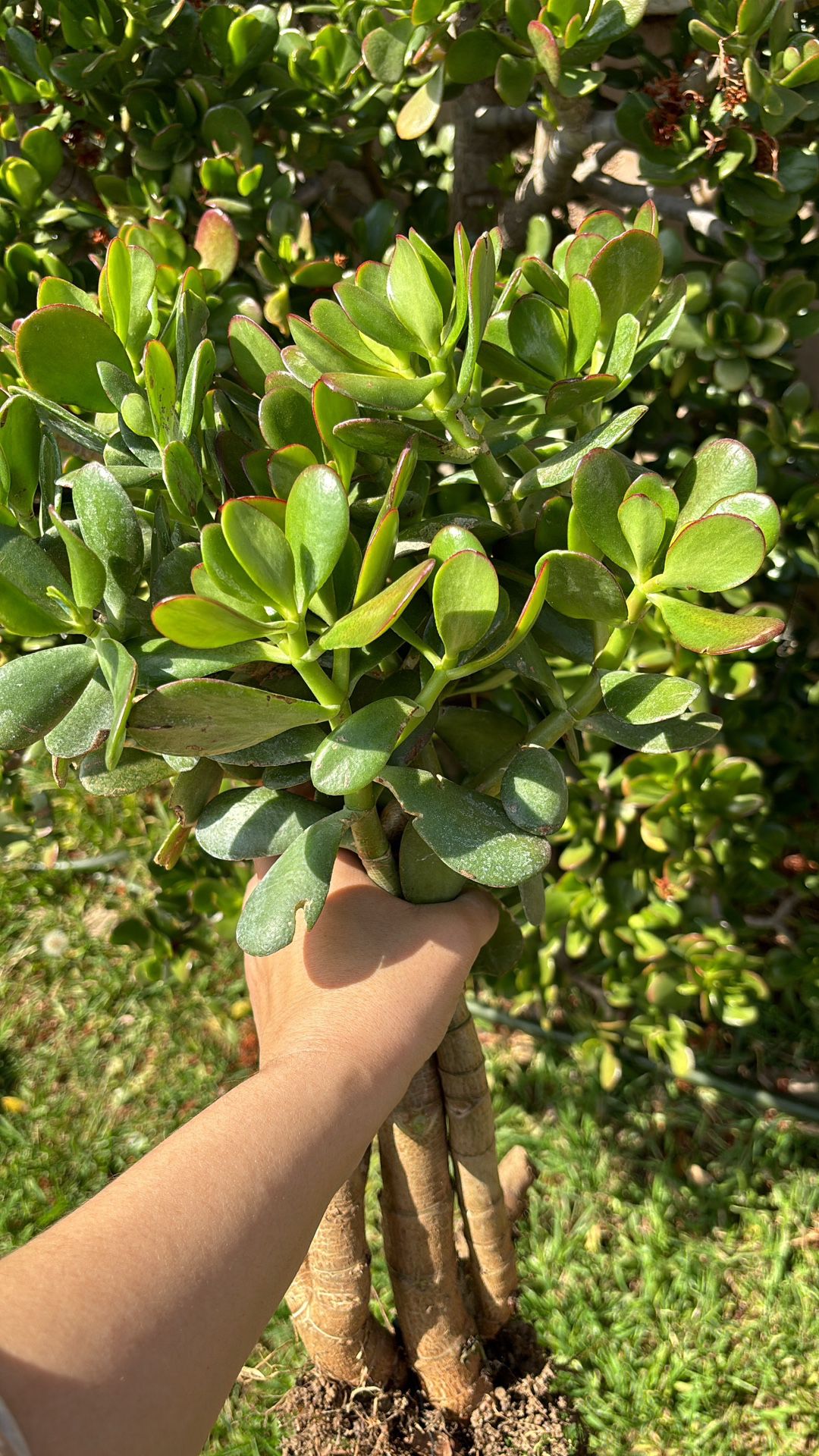 Jade Plant $5