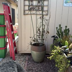 Large Planter With Plant