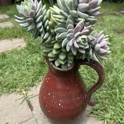 Succulent Pitcher