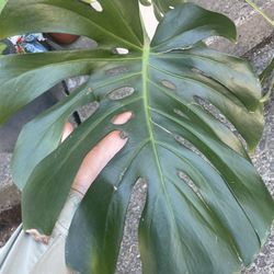 Large Monstera With Pot