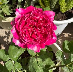 Rare Chinese Rose Plant-[Purple Mist Frost]ziwuningshuang