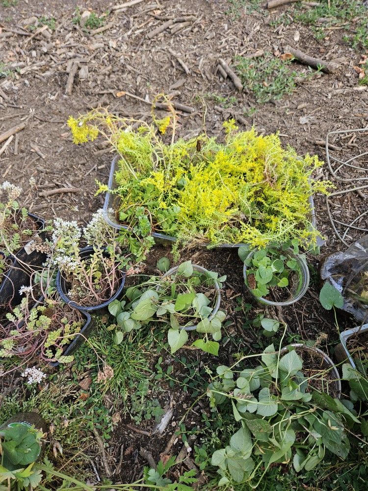 Free Plants...Raspberry Canes Available