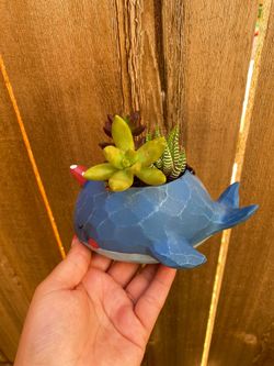 Whale Succulent Arrangement