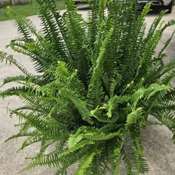 Boston Ferns 