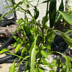  Serrano And Red Ghost Pepper 🌶️ 
