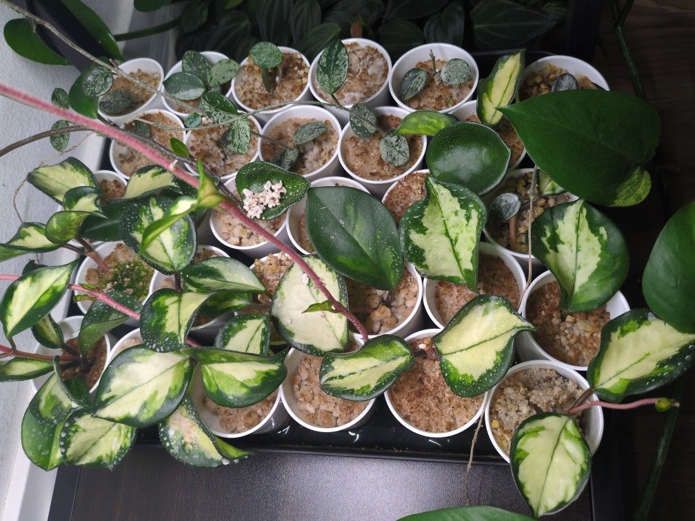 Hoya Crimson Princess Starts