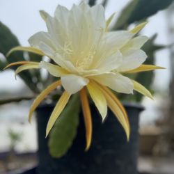 Epiphyllum