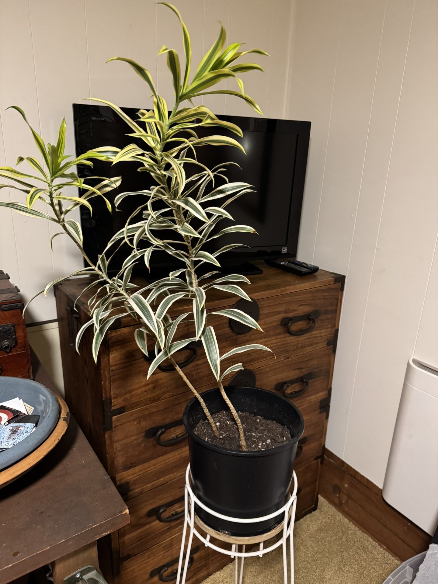 Song of India Houseplant with Stand