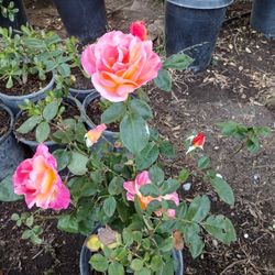 ROSE BUSH