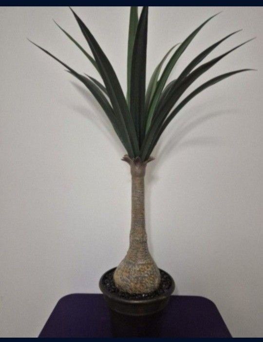 *** REDUCED *** 4ft Faux Agave Snake Plant Sealed with Obsidean Stone in an 11" Resin Planter @ Lasting Creations