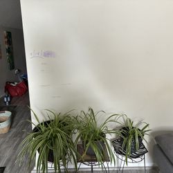 Plants For Sale 