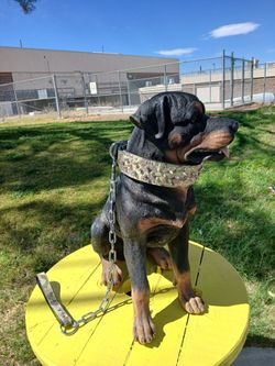 Dog   products