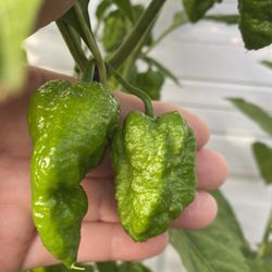 Planta De Chile Fantasma Con Muchos Chiles Ahora , Está Creciendo En Maceta De (5 Gallones Puede Recogerla En La Ciudad De Whittier 