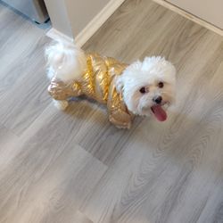 Dog Snowsuit