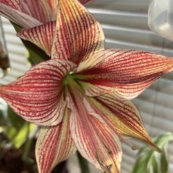 Bulb Of Amarallis Exotic Star