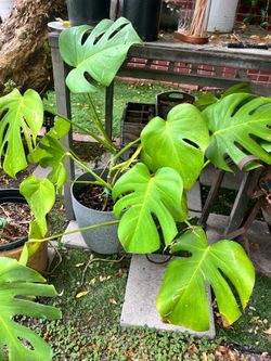 Monstera