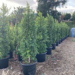 24 Gallon Ficus Trees