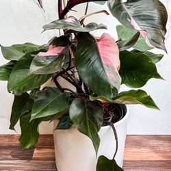 Rare Pink Princess Philodendron Plant/ House Plant/ Indoor Plant Flower Patio Garden 