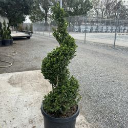 Boxwood Spiral 