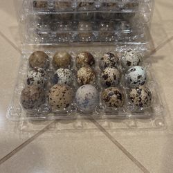 Quail Eggs