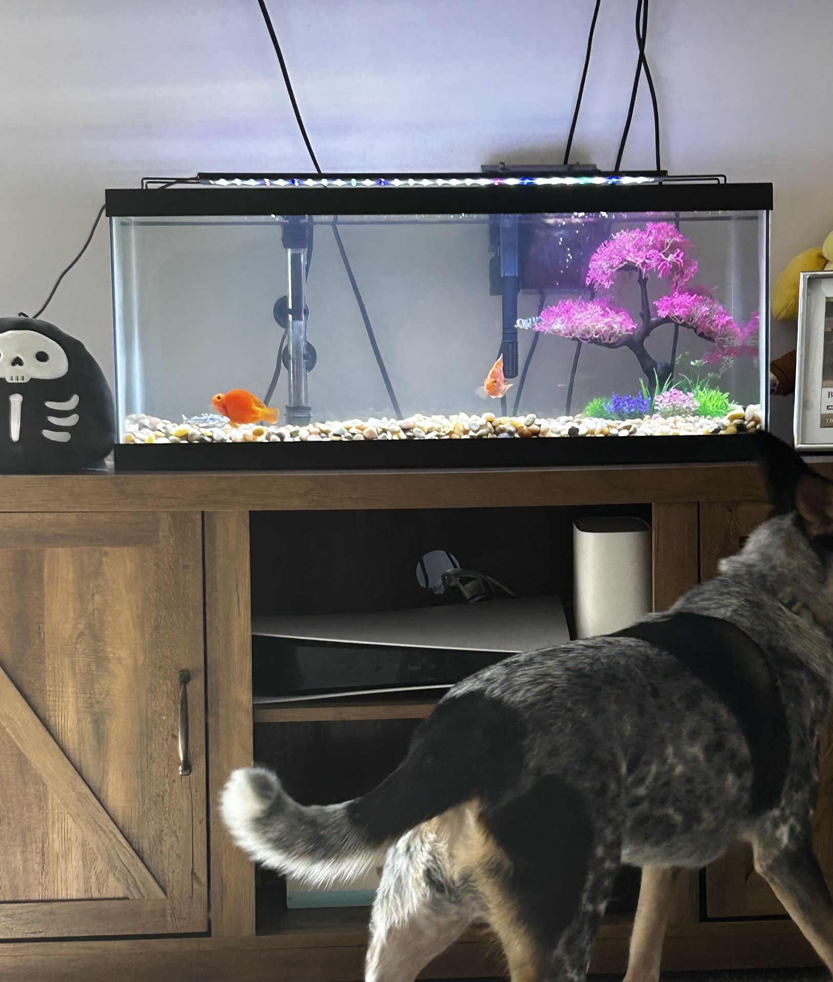‘20 Gallon Long’ Fish Tank