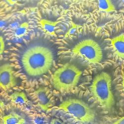 Fruit loop Zoas 