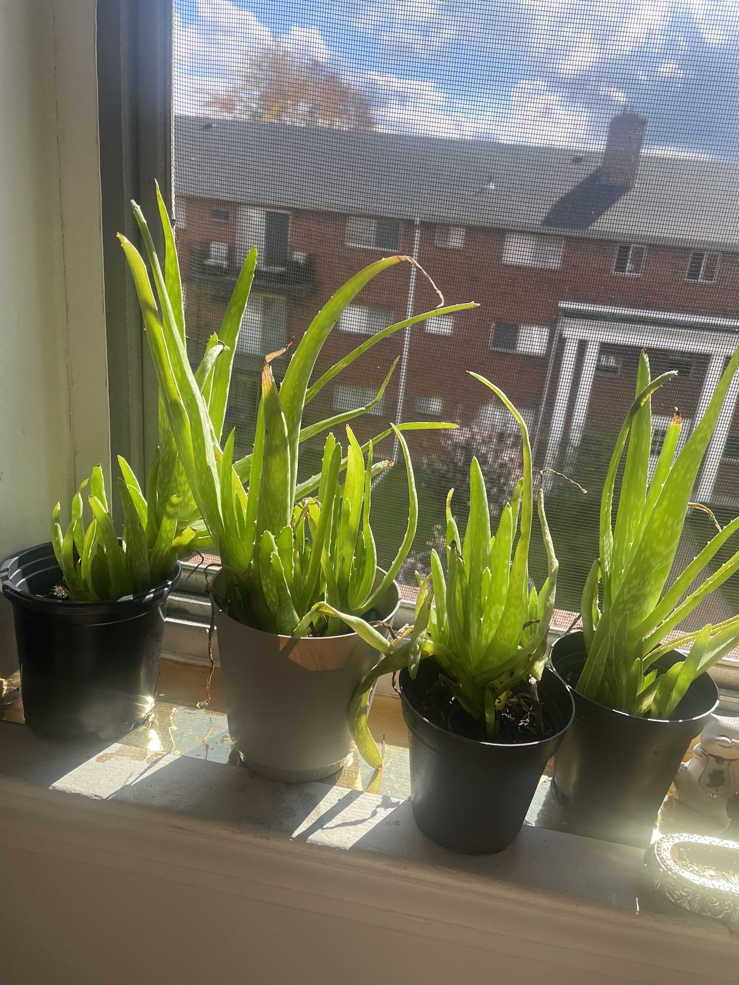 Live Aloe Vera plants