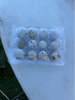 Eggs