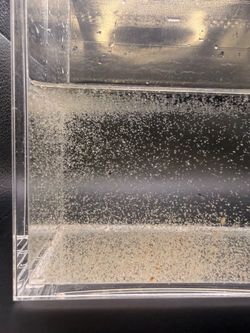 Live daphnia 500-1,000 count