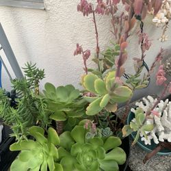 Thriving And Growing Plants. EACH $10 . Reduced From $15 Each 