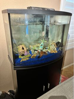 Fish tank setup with 2 plecos