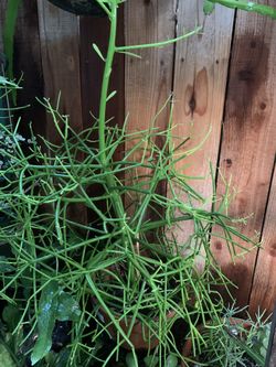 Succulents For Sale