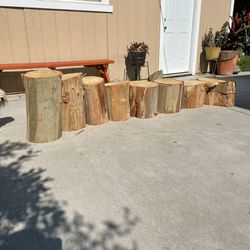 Tree Stumps For project 