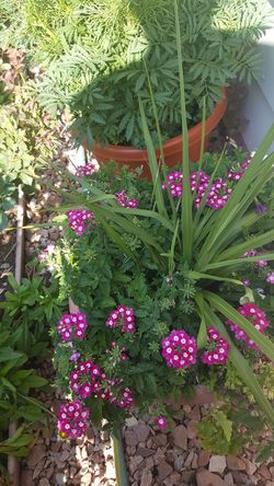 Perennial Mixed pot of flowers