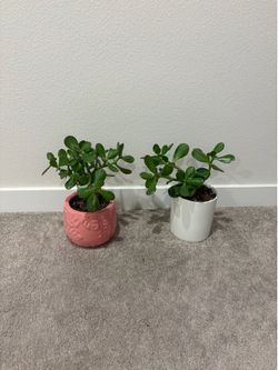 Jade plants