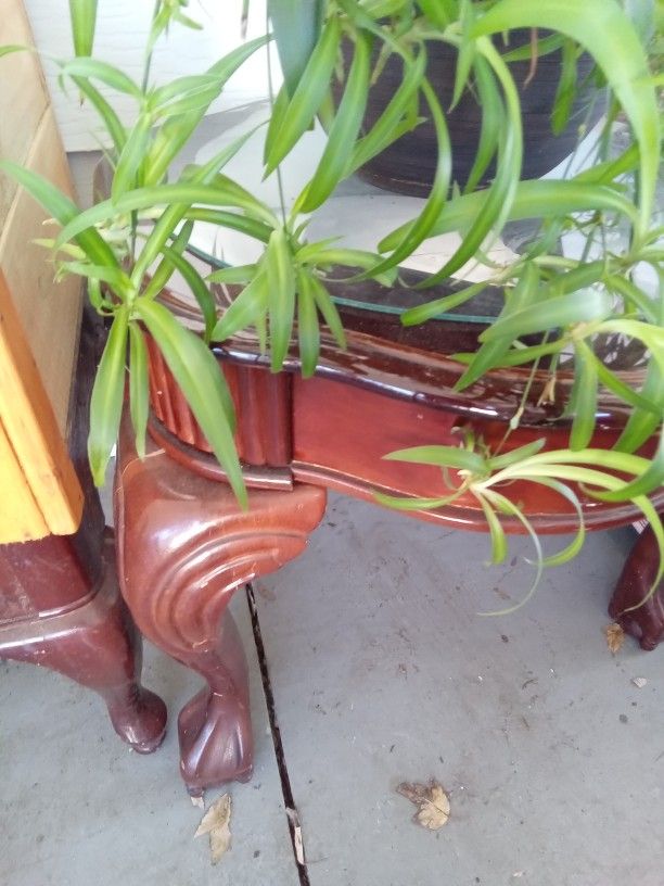 Plants