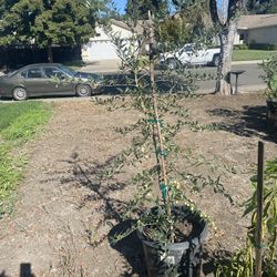 Tengo Está Planta De Olivo  Disposable En Maceta De 15 Galones Ya Con Muchas Bolitas 