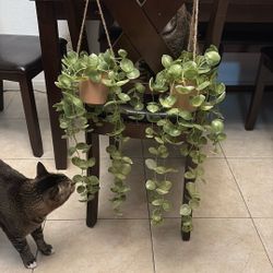 Fake Plants Wall Decor (from Michaels) 