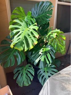 Free monstera plant