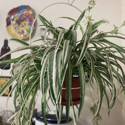 Two Fake Hanging Plants