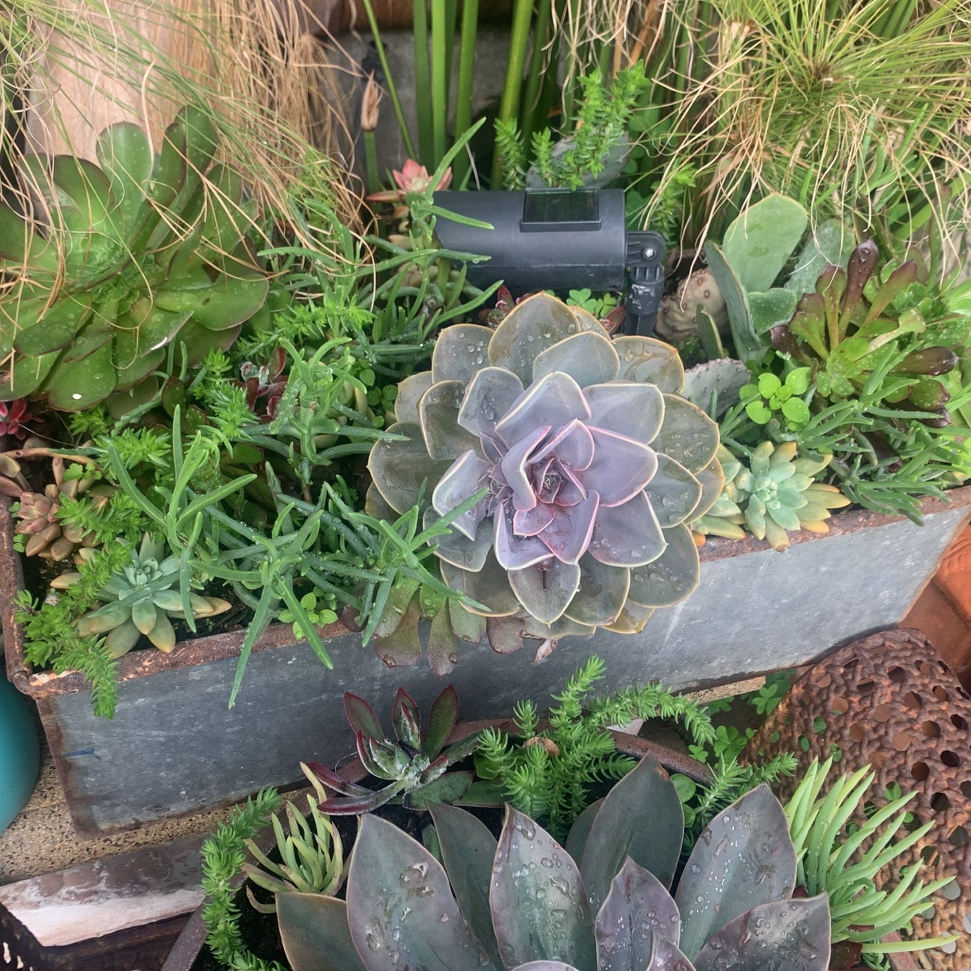 Big Galvanized Pot And Succulent Plants.dim 21 X 9.5 X 7 Tall Inch.
