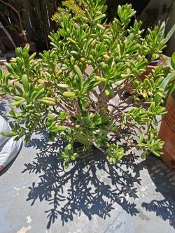Gollum Jade Plant