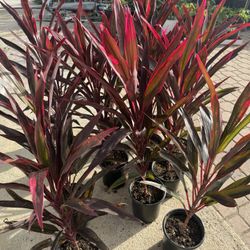 Cordyline Hot Chilli 15$ Each