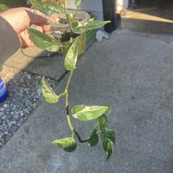 2 Variegated epipremnum