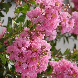#32 Pink Crape Myrtle 5gal  7feet tall